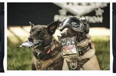 Tender Meat-Based Dog Treats