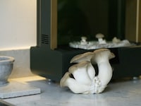AI-Powered Mushroom Growers Image 4