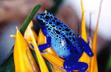 Gatorade for Frogs