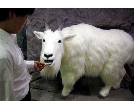 11 Goatsy Finds