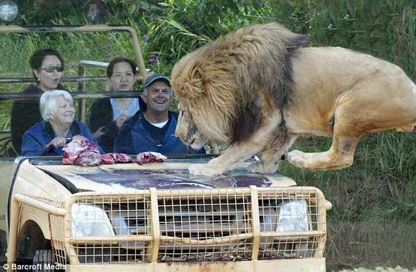 Invisible Lion Cages