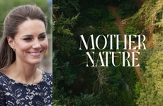 Regal Seasonal Solace Films