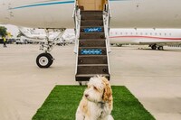 Pet-Focused Travel Concierges