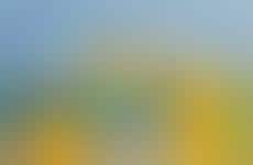 Gourmand Vegan Mango Fragrances