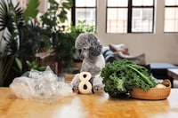 Plant-Powered Dog Chews Image 1