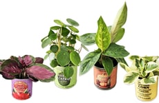 Compact Canned Houseplants
