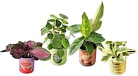 Compact Canned Houseplants Image 1