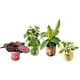 Compact Canned Houseplants Image 1