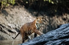 Recycled Tiger Enrichment Toys