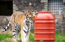 Repurposed Tiger Barrel Toys