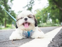 Stress-Reducing Pet Products Image 1
