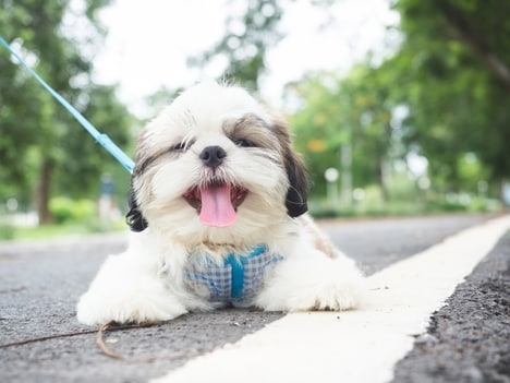 Stress-Reducing Pet Products
