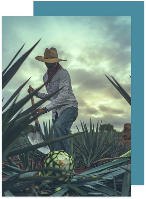 Authentic Tequila Expressions