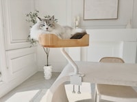 Desk Mounted Cat Beds Image 2