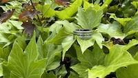 Subscription-Free Smart Rings Image 6