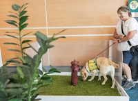 Airport Dog Training Initiatives Image 1
