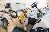 Airport Dog Training Initiatives Image 2