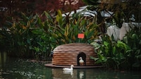Floating Duck Shelters Image 3