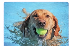 Image Description Tools