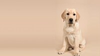 Proactive Pet Health Management Image 2