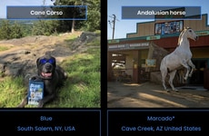 Animal Casting Directories