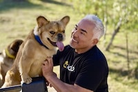 Escape-Proof Dog Collar