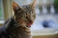 Medicated Cat Foods Image 1
