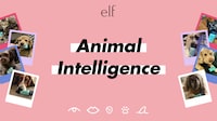 Pet-Powered Beauty Campaigns