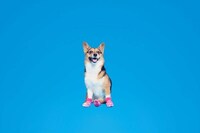 Pet-Specific Clog-Style Shoes Image 1