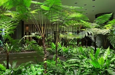 Biophilic Lighting Innovations