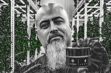 Potent Collaborative Cannabis Strains