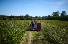 Health-Enhancing Aronia Berry Extracts