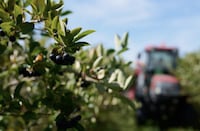 Health-Enhancing Aronia Berry Extracts Image 2