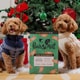 Probiotic Pet Advent Calendars Image 4