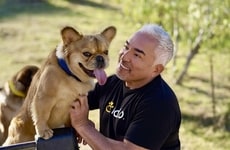 Top 25 Pets Trends in October