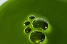 Magnesium-Mushroom Matcha Supplements