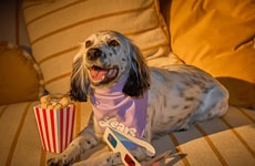 Dog-Friendly Popcorn-Inspired Treats