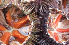Premium Sea Urchin Sources