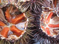 Premium Sea Urchin Sources Image 1