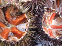 Premium Sea Urchin Sources