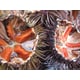 Premium Sea Urchin Sources Image 1