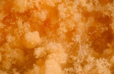 Fungi-Based Construction Materials