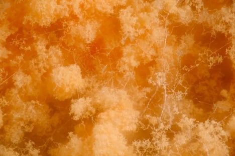 Fungi-Based Construction Materials