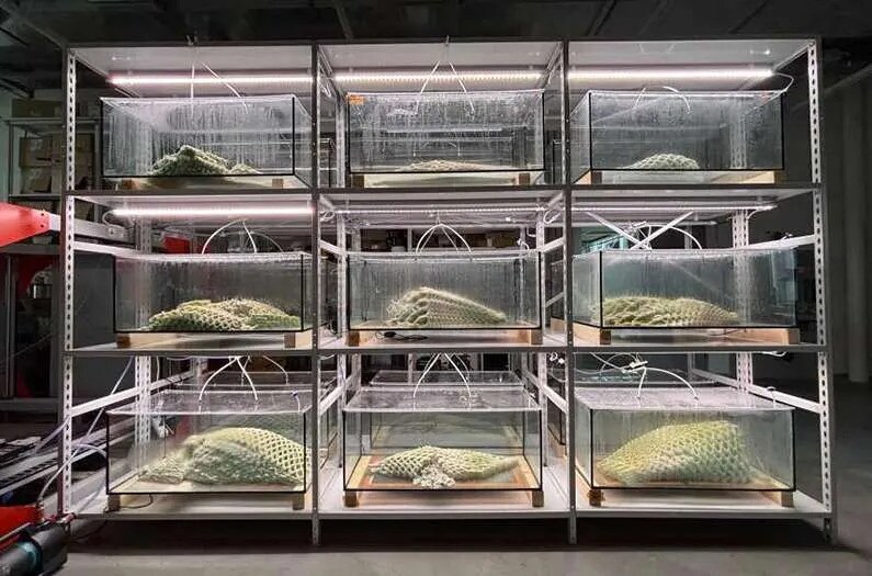 3D-Printed Living Materials Article Thubnail