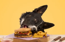 High-Quality Dog-Friendly Burgers