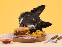 High-Quality Dog-Friendly Burgers