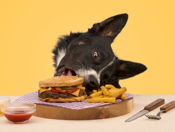 High-Quality Dog-Friendly Burgers