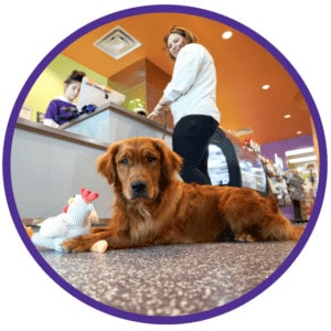 Pet Gear Recycling Schemes