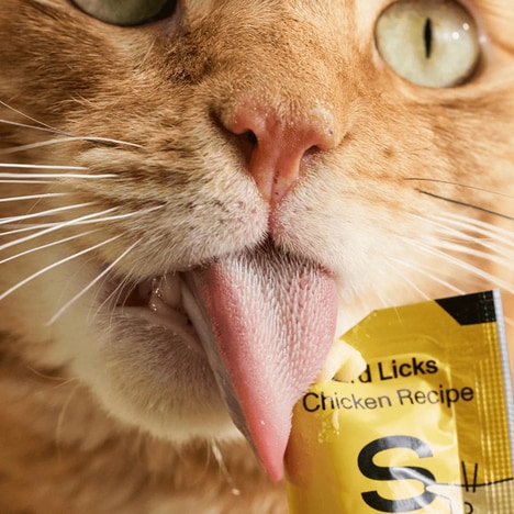 Lickable Wet Cat Treats