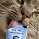 Lickable Wet Cat Treats Image 3